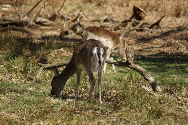 Damherten - dama dama — Stockfoto