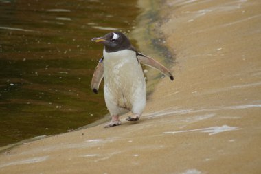 Gentoo Penguin - Pygoscelis papua clipart