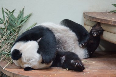 dev panda - ailuropoda melanoleuca