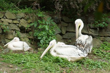 büyük beyaz Pelikan - pelecanus onocrotalus