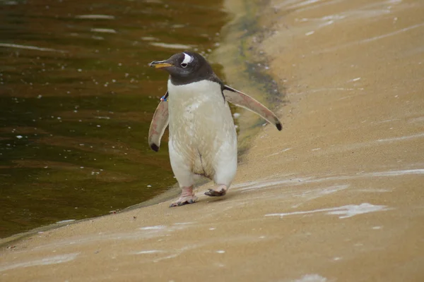 Pingüino Gentoo - Pygoscelis papua — Foto de Stock