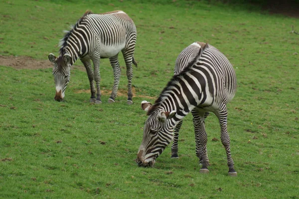 Grevy 's zebra - equus grevyi — Stockfoto