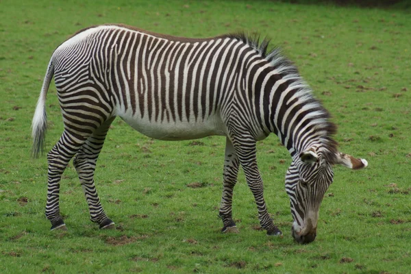 Grévyzebra de Zebra - Equus grevyi — Stockfoto
