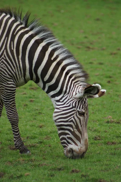 Grevy's Zebra - Equus grevyi — Stock Photo, Image