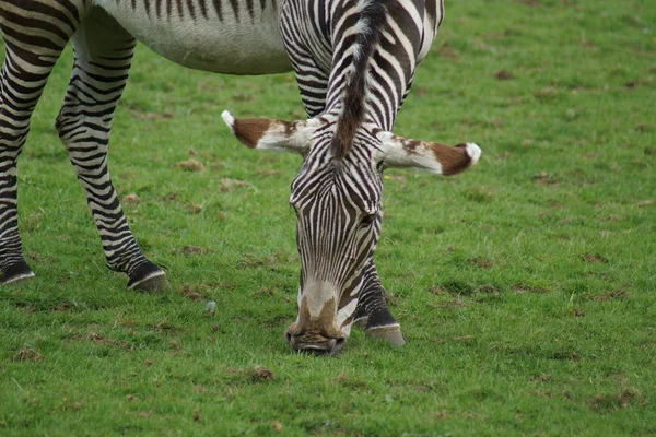 Grevy'nın Zebra - Equus grevyi — Stok fotoğraf