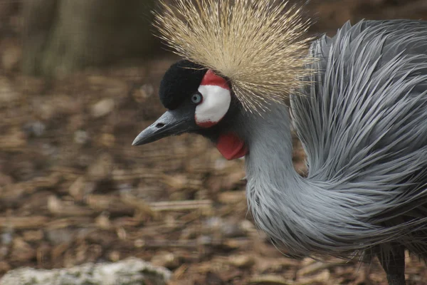 Grijze gekroonde crane - balearica regulorum — Stockfoto