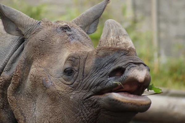 Rinoceronte indio - Rinoceronte unicornio —  Fotos de Stock