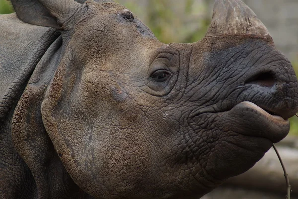 Nosorožec indický - rhinoceros unicornis — Stock fotografie