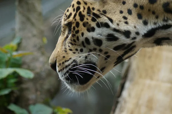 Jaguar - Panthera onca — Foto Stock