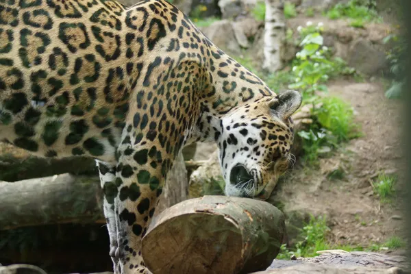 Jaguar - Panthera onca — Stock Photo, Image
