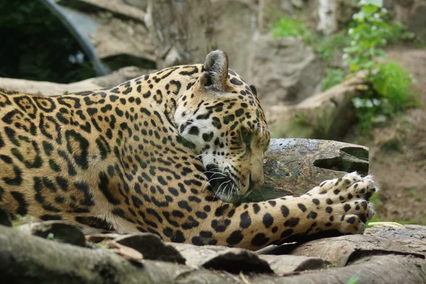 Ягуар - Panthera onca — стоковое фото