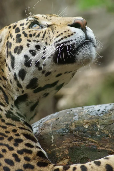 Jaguar - Panthera onca — Stockfoto