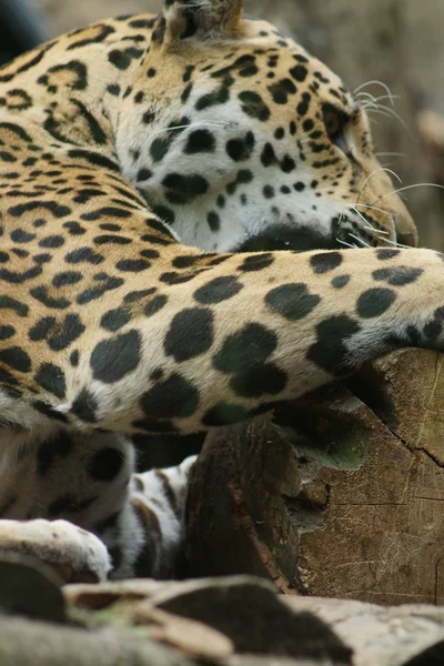 Jaguár - panthera onca — Stock fotografie