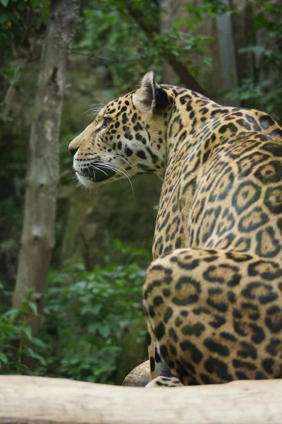 Ягуар - Panthera onca — стоковое фото