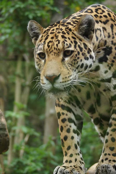 Ягуар - Panthera onca — стоковое фото