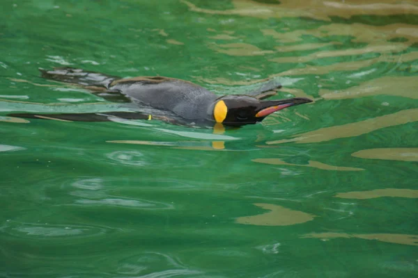 Král tučňák - aptenodytes patagonicus — Stock fotografie