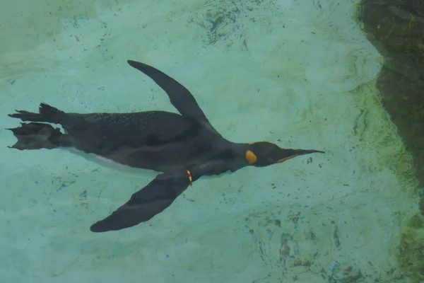 King Penguin - Aptenodytes patagonicus — Stock Photo, Image