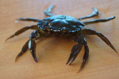 Shore Yengeç - çingene meanas