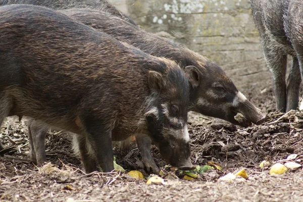 Negros Warty Pig - Sus cebifrons negrinus — Stock Photo, Image