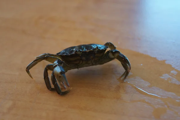 Crabe du rivage - Carcinus meanas — Photo