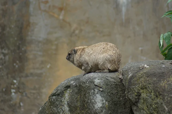 Rock yaban faresi - procavia capensis — Stok fotoğraf