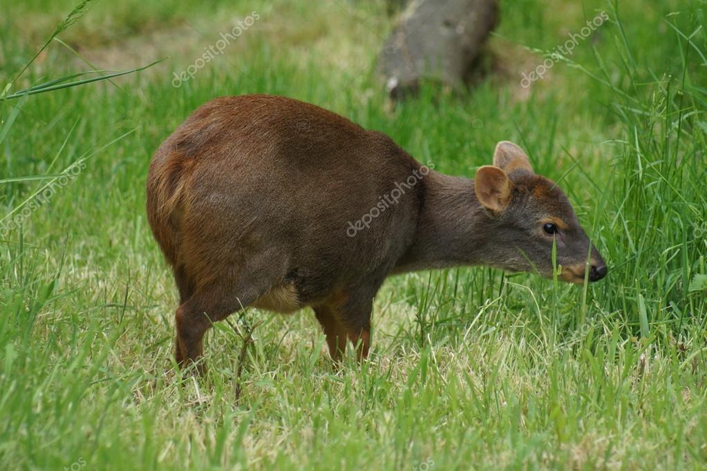 Südlicher pudu pudu puda Stockfotografie lizenzfreie Fotos