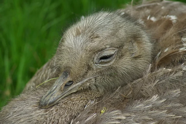 Mindere rhea - rhea pennata — Stockfoto