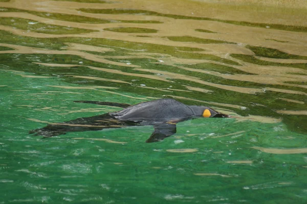 王ペンギン - コウテイ ペンギン属 patagonicus — ストック写真