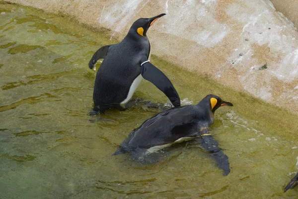 王ペンギン - コウテイ ペンギン属 patagonicus — ストック写真