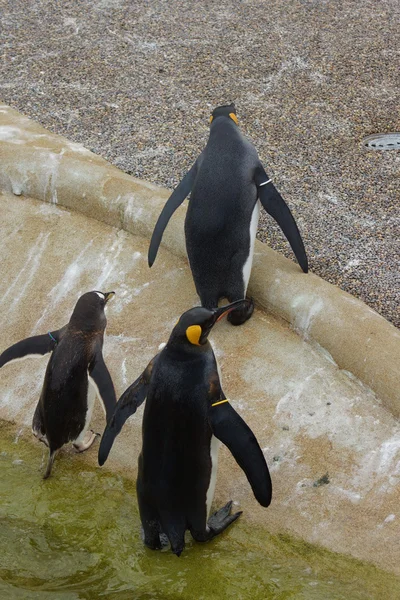 King Penguin - Aptenodytes patagonicus — Stock Photo, Image