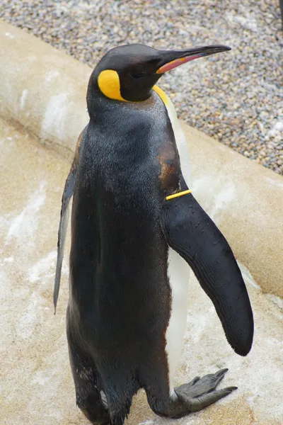 Rei Pinguim - Aptenodytes Patagonicus — Fotografia de Stock