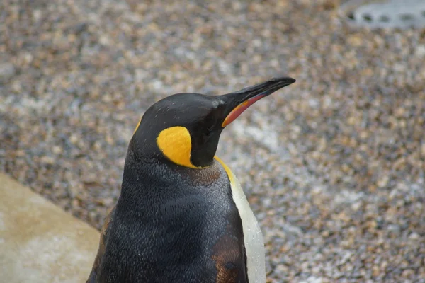 King Penguin - Aptenodytes patagonicus — Stock Photo, Image