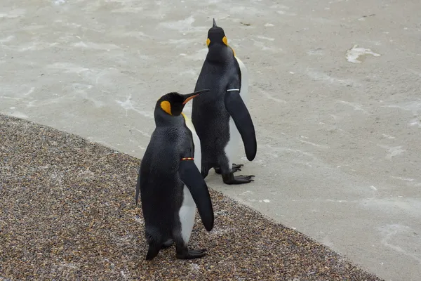 国王企鹅-aptenodytes patagonicus — 图库照片