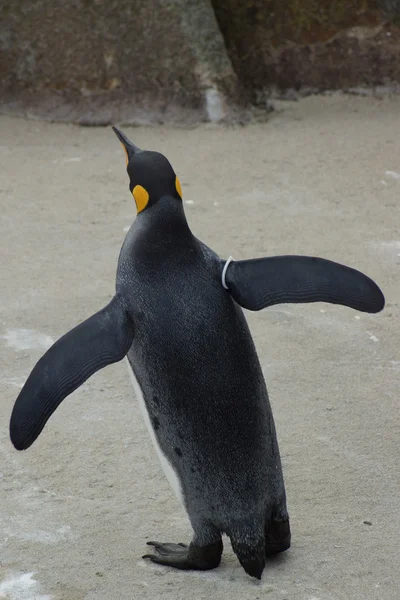 Re Pinguino - Aptenodytes Patagonicus — Foto Stock