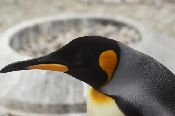 King Penguin - Aptenodytes patagonicus — Stock Photo, Image