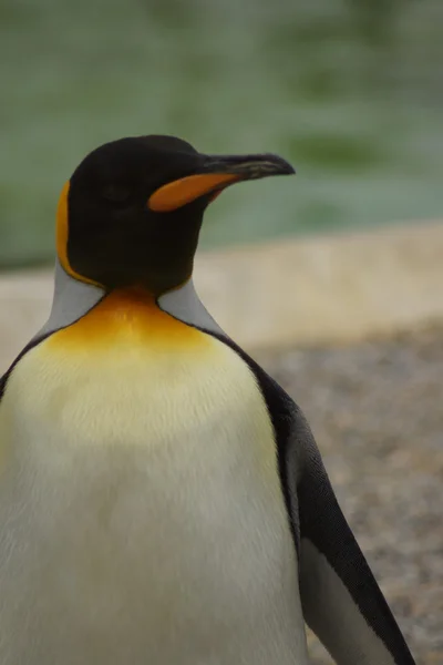 Pingüino Rey - Aptenodytes Patagonicus — Foto de Stock