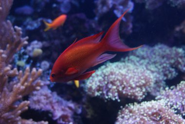 lyretail anthias erkek - pseudanthias squamipinnis