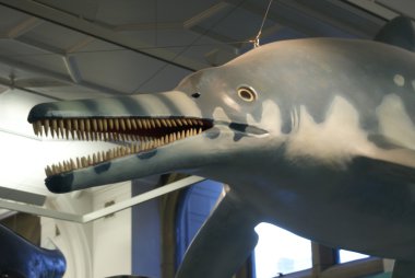 eurhinodelphis - Tarih öncesi yunus