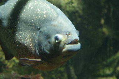 kırmızı karınlı piranha - pygocentrus nattereri