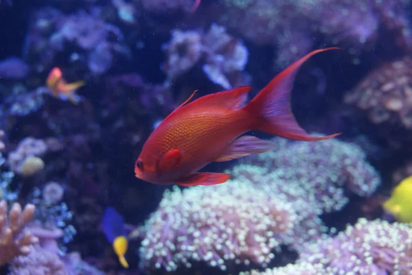 Lyretail anthias 男性 - pseudanthias squamipinnis — ストック写真