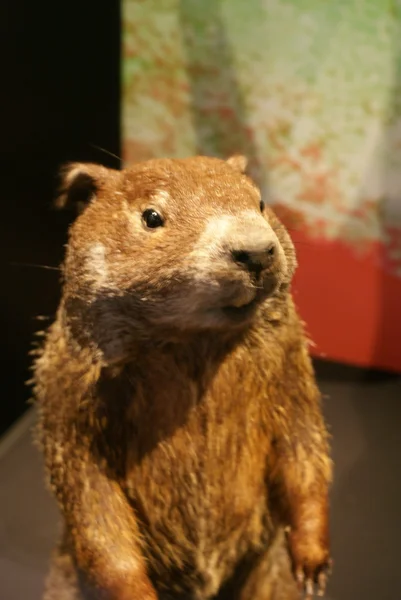 Świstaka - marmota monax — Zdjęcie stockowe