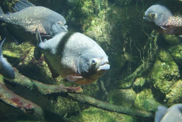 Piranha dal ventre rosso - Pygocentrus nattereri — Foto Stock