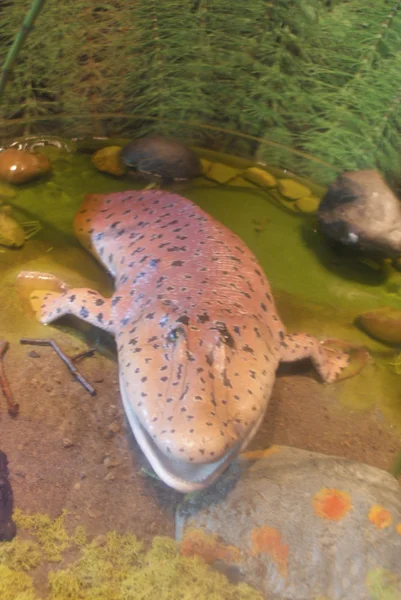 Tiktaalik roseae - Evolution to Life on Land — Stock Photo, Image