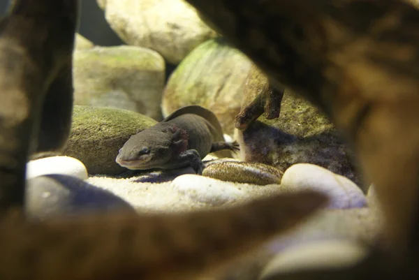 Amfibi - ambystoma mexicanum — Stok fotoğraf