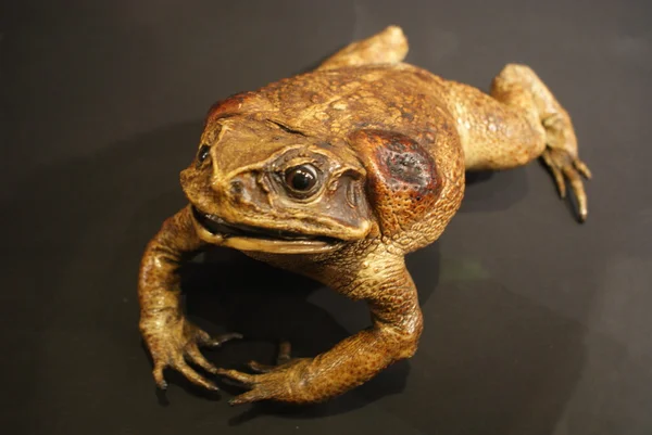 Тростини жаба - bufo marinus — стокове фото