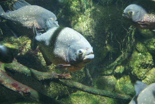 Red-bellied Piranha - Pygocentrus nattereri — Stock Photo, Image