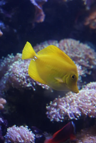 Yellow Tang - Zebrasoma flavescens — Stock Photo, Image