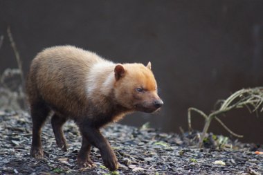 Bush Dog - Speothos venaticus