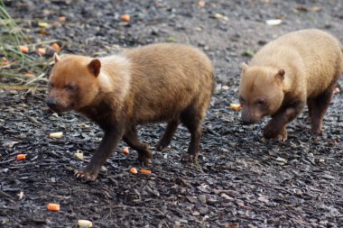Bush Dog - Speothos venaticus