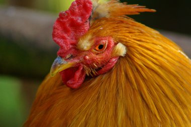 tavuk - gallus gallus